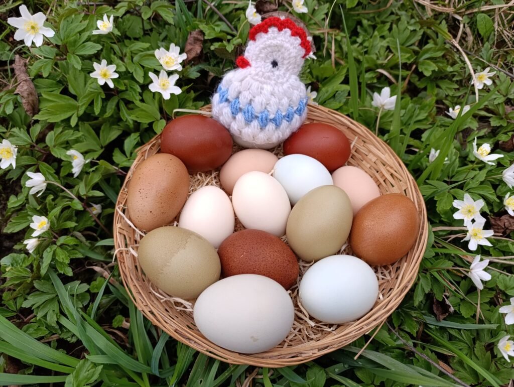 Blíží se Velikonoce! Nebaví vás barvit vejce? Slepice to udělají za vás!