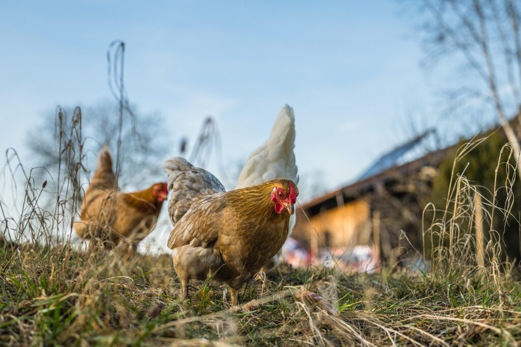 chickens, hens, birds, landfowls, livestock, poultry, meadow, nature, feathers, animals, farm animals, animal world, chickens, chickens, chickens, chickens, chickens, hens, poultry
