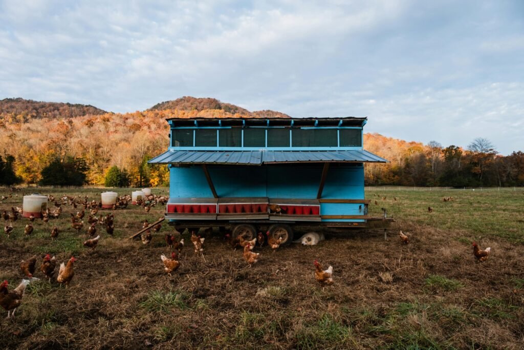 Chickens roam freely near a colorful coop on a picturesque farm with autumnal mountains in the backdrop.