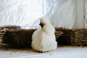 Close-up of a fluffy white Silkie chicken indoors with wicker baskets.