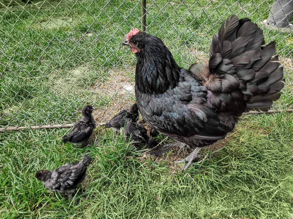 Líhnutí pod kvočnou