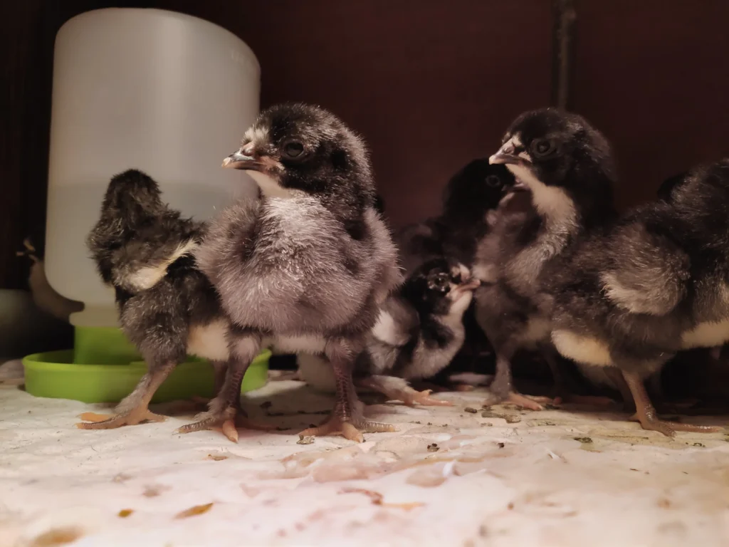 Péče o kuřátka 
