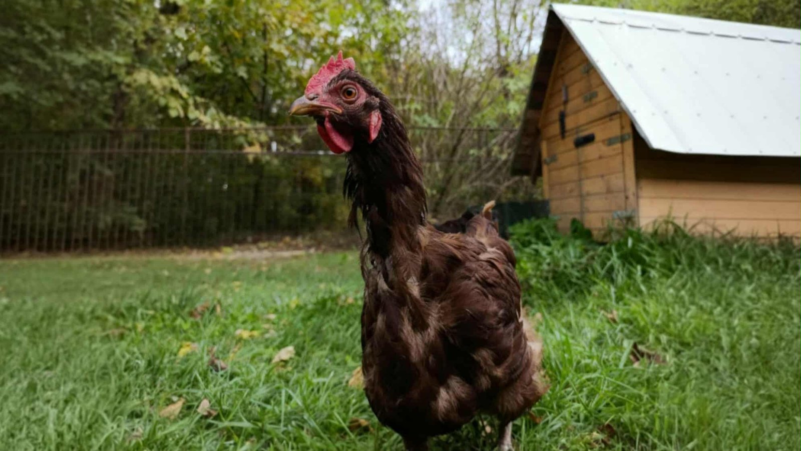 Přepeřování slepic: co se děje a jak jim pomoci